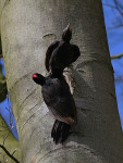 Nestwissel zwarte specht, Veluwe