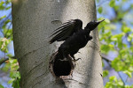 Zwarte specht vrouwtje, Veluwe