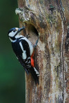Vrouwtje grote bonte specht, Ermelo
