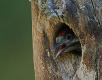 Jonge grote bonte specht, Ermelo