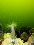 Weduweroos, Den Osse Grevelingenmeer