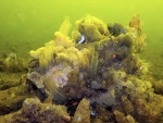 Doorzichtige zakpijp, Den Osse Grevelingenmeer