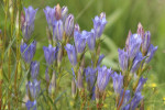 Klokjesgentiaan (Gentiana pneumonanthe) RL GE, Speuld