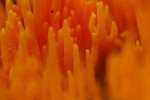 Kleverig koraalzwammetje (Calocera viscosa), Ermelo