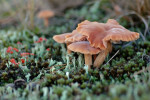 Gewone fopzwam (Laccaria laccata), Nieuw Milligen