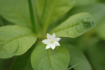 Zevenster (Trientalis europaea), Ermelo