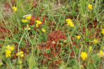 Ronde zonnedauw (Drosera rotundifolia) RL GE, Staverden
