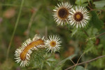Driedistel (Carlina vulgaris) RL KW, Staverden