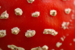 Vliegenzwam (Amanita muscaria), Ermelo