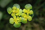 Verpr.bladig  goudsveil (Chrysosplenium alternifo),Staverden