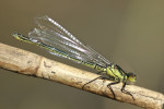 Variabele waterjuffer (Coenagrion pulchellum), Emst