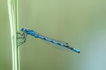 Watersnuffel (Enallagma cyathigera), Emst