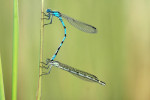 Watersnuffel (Enallagma cyathigera), Emst
