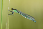 Variabele waterjuffer (Coenagrion pulchellum), Emst