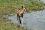 Jong edelhert (Cervus elaphus), Veluwe