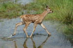 Jong edelhert in waterplas, Veluwe 2007