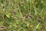 Vetblad (Pinguicula vulgaris) RL EB, Veluwe