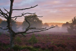 Elspeterheide, dode boom