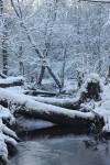 Leuvenumse beek in de winter