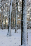 Beuken in de sneeuw, Ermelo