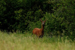 Reegeit (Capreolus capreolus), Staverden