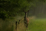 Hinde (Cervus elaphus) op weiland, Veluwe