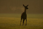 Hinde (Cervus elaphus) zoekend naar jong, Veluwe 