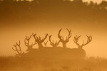 7 Edelherten in de mist, Veluwe