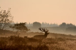Edelhert in de ochtend, Veluwe