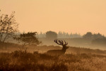 14-Ender (Cervus elaphus) in de ochtend op de heide, Veluwe