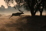 Springend hert (Cervus elaphus), Veluwe