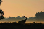 Silhouet hert (Cervus elaphus) in de nevel, Veluwe