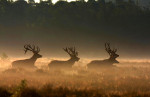 Rennende edelherten, Veluwe