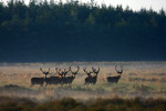 Zeven geweidragers op de uitkijk, Veluwe