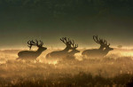 Vijf herten (Cervus elaphus) rennend, Veluwe