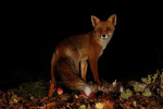 Jonge vos in de herfst, Veluwe