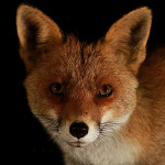 Portret jonge rekel, Veluwe