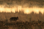 Keiler in de ochtendmist, Veluwe