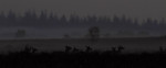 Hindes in de nacht, Veluwe