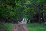Hindes in de ochtend, Veluwe