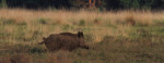 Keiler op de heide, Veluwe