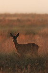 Reebok op de heide, Veluwe