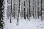 Leuvenum, bomen in de winter