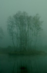 Loofles in de dichte mist