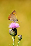 Kleine vuurvlinder (Lycaena phlaeas), Hoge Veluwe