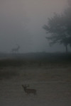 Edelherten in de mist, Veluwe 2008