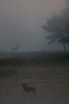 Burlen tijdens de ochtendnevel, Veluwe