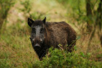 Wild zwijn kijkend (Sus scrofa), Veluwe