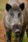 Grote keiler (Sus scrofa), Veluwe