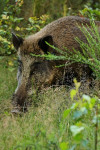 Wild zwijn (Sus scrofa), Veluwe